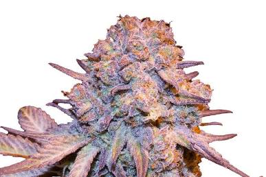 Prescription-grade Trainwreck medical cannabis flower, AI generated