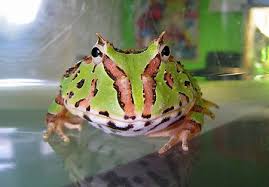 Cool Frog