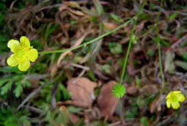 Image result for Ranunculus multifidus