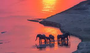 Like this page to receive the latest news about fedex programs, services, sponsorships and. Community Buy In Stamps Out Elephant Poaching In Zambian Park