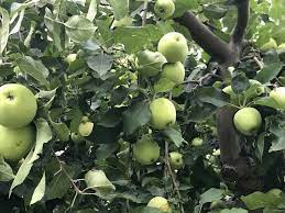 Maybe you would like to learn more about one of these? Yellow Transparent Apple On B 118 Cummins Nursery Fruit Trees Scions And Rootstocks For Apples Pears Cherries Plums Peaches And Nectarines