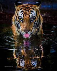 Akshaya Narayana Majestic Animals Animals Wild Animals