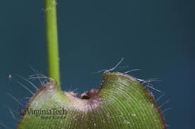 Image result for Dichapetalum deflexum