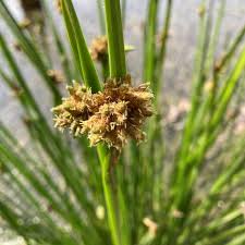 Image result for Schoenoplectiella senegalensis