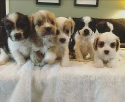Places pittsburgh, pennsylvania the children's home of pittsburgh adoption program posts. Aakc Registered Puppies And Dogs For Adoption In Pennsylvania Pa Home Facebook