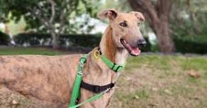 Homeward Hounds SEQ: June Adoption Event