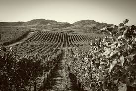 Image result for Sandalwood Spice 1990 Tracer