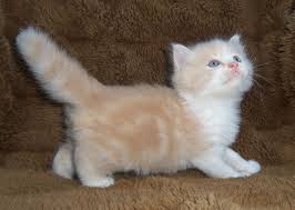 Cream And White Longhaired Kitten Munchkin Kitten Munchkin Cat Cat Adoption