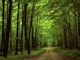 Jpg,.jpeg), because they are encrypted and only work in that system. Free Download Forest Road Wallpaper Landscape Nature Wallpapers In Jpg Format 1600x1200 For Your Desktop Mobile Tablet Explore 34 Forest Road Wallpapers Forest Road Wallpapers Rain Forest Road Wallpapers