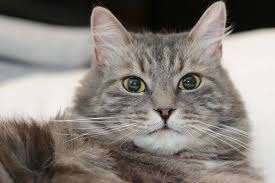 Cats That Stare While You Sleep Should You Be Worried Traveling With Your Cat
