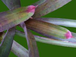 Image result for Neojeffreya