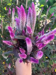 Image result for Celosia