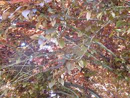 Just ask anything right now. Purple Leaf Plum Krauter Vesuvius Prunus Cerasifera California State University Stanislaus