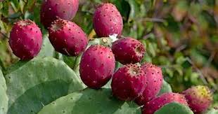 In this video, i show you how i make prickly pear jam (jelly) fresh from organically grown prickly pears, from cleaning the freshly picked fruit right up to. Prickly Pear Jelly Recipe Prickly Pear Jelly Prickly Pear Cactus Pear Fruit