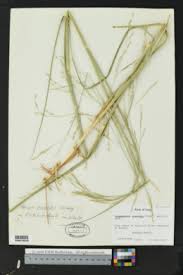 Image result for Panicum heterostachyum