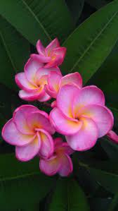 Learn why urine may smell sweet, treatments, and when to see a doctor. Pin On Plumeria Wishlist