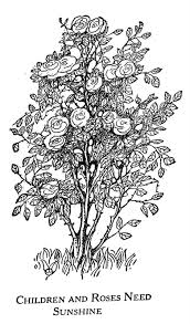 Rose Bush Pen Drawing Roses Drawing Bush Drawing Flower Sketches