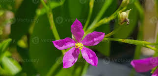 Image result for Talinum fruticosum