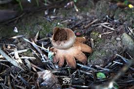 Image result for Scleroderma polyrhizon