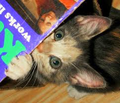 Pin On Action Kittens