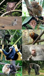 Primate Wikipedia