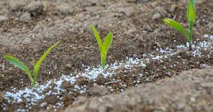 Check spelling or type a new query. Slow Release Fertilizer How To Use Complete Fertilizers In The Garden