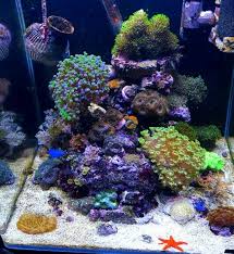 Nano Reef Aquarium Seastar Meerwasser Reeftank Saltwater Aquarium Fish Coral Aquarium Reef Aquarium
