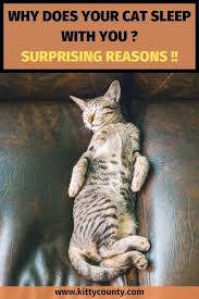 Why Does My Cat Sleep With Me Here Are The 7 Reasons Kitty County Cat Sleeping Cat Sleeping Positions Cats