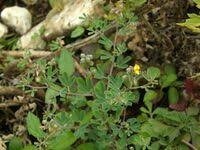 Image result for Crotalaria pallidicaulis