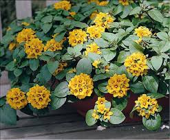 Image result for Lysimachia djalonis