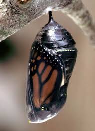 Monarch Chrysalis Monarch Butterfly Butterfly Beautiful Bugs