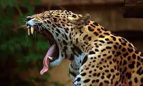 The other three being the tiger (panthera tigris), lion (panthera leo) and the leopard (panthera pardus). Where Do Jaguars Live Worldatlas