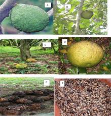 Image result for Treculia