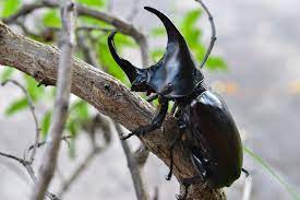Der nashornkäfer (oryctes nasicornis) gehört zur familie der blatthornkäfer und gilt als der größte heimische vertreter dieser familie. Nashornkafer Alle Infos Rund Um Den Nutzlichen Komposthelfer