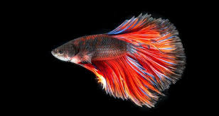 Betta Fish Facts Bettafish Org