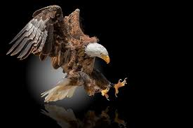 We did not find results for: Burung Elang Latar Belakang Hitam Orlan Elang Botak Wallpaper Hd Wallpaperbetter