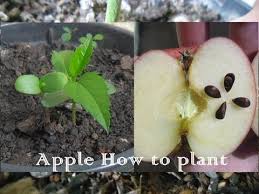 Easy Way How To Grow An Apple Tree From Seed Youtube Apple Tree From Seed Apple Plant Apple Seeds Grow