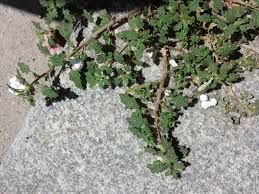 Image result for Dysphania pumilio