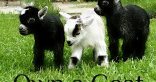 This Will Be Happening Bucketlist Baby Goats Pygmy Cute Baby Animals Pygmy Goat