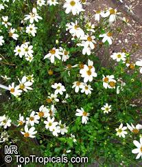 Image result for Bidens acuticaulis