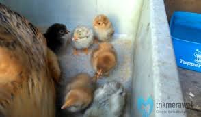 Keunikan itu terdapat pada bulu kepala yang sangat lebat, sehingga mata ayam pun sampai tidak maka, kita para pemelihara harus selalu memperhatikan makanan yang dikonsumsi oleh ayam kate tersebut. Panduan Cara Merawat Ayam Kate Yang Benar Untuk Pemula Trikmerawat Com