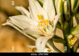 Image result for Tetranychidae grapevine