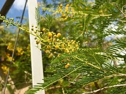 Image result for Acacia davyi