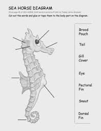 9 Best Kids Projects Images Seahorse Facts Ocean Themes