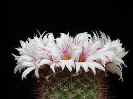 5 members have or want this plant for trade. Mammillaria Albicans Care And Culture Travaldo S Blog