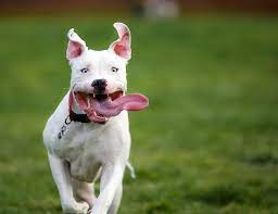American bulldog chance homeward bound breed. Chance Modern Dog Magazine