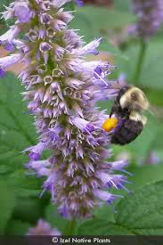 Image result for Aeollanthus neglectus