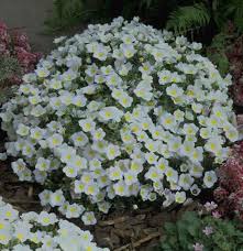 Image result for Nierembergia hippomanica