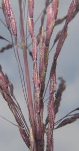 Image result for Chrysopogon