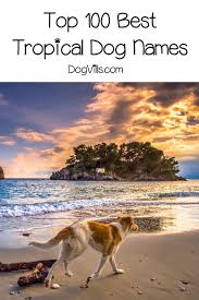 100 Tropical Dog Names For Male Female Pups Dog Names Best Dog Names Female Dog Names